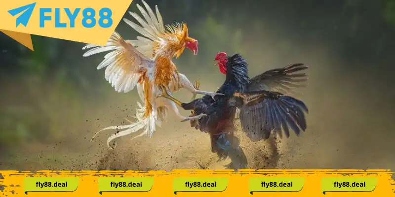 Đá gà bằng kỹ thuật này cực kỳ linh động và đa dạng Đá gà bằng kỹ thuật này cực kỳ linh động và đa dạng